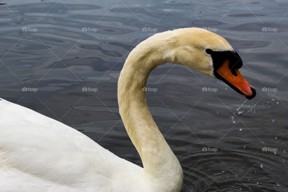 Beutiful swan in London