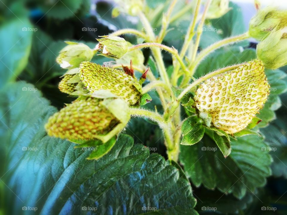 white strawberry