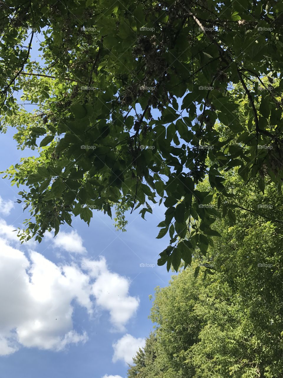 The blue sky with leaves