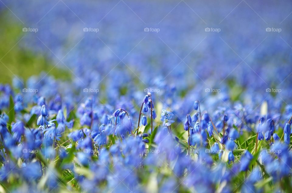 blue snowdrops field in the park in Poland