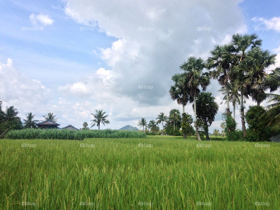 Rice fields in southern Cambodia 