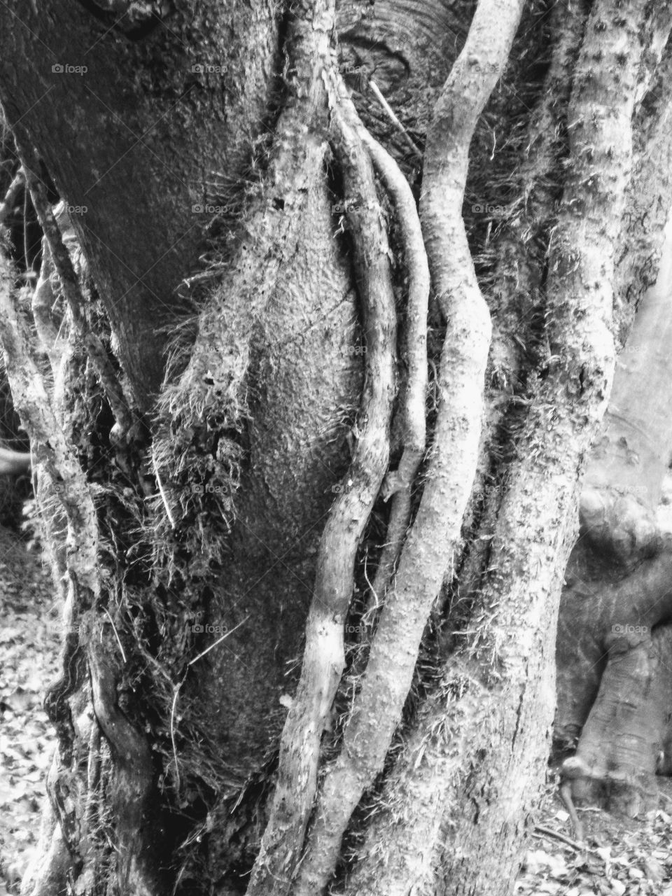 Black and white vines curling around tree