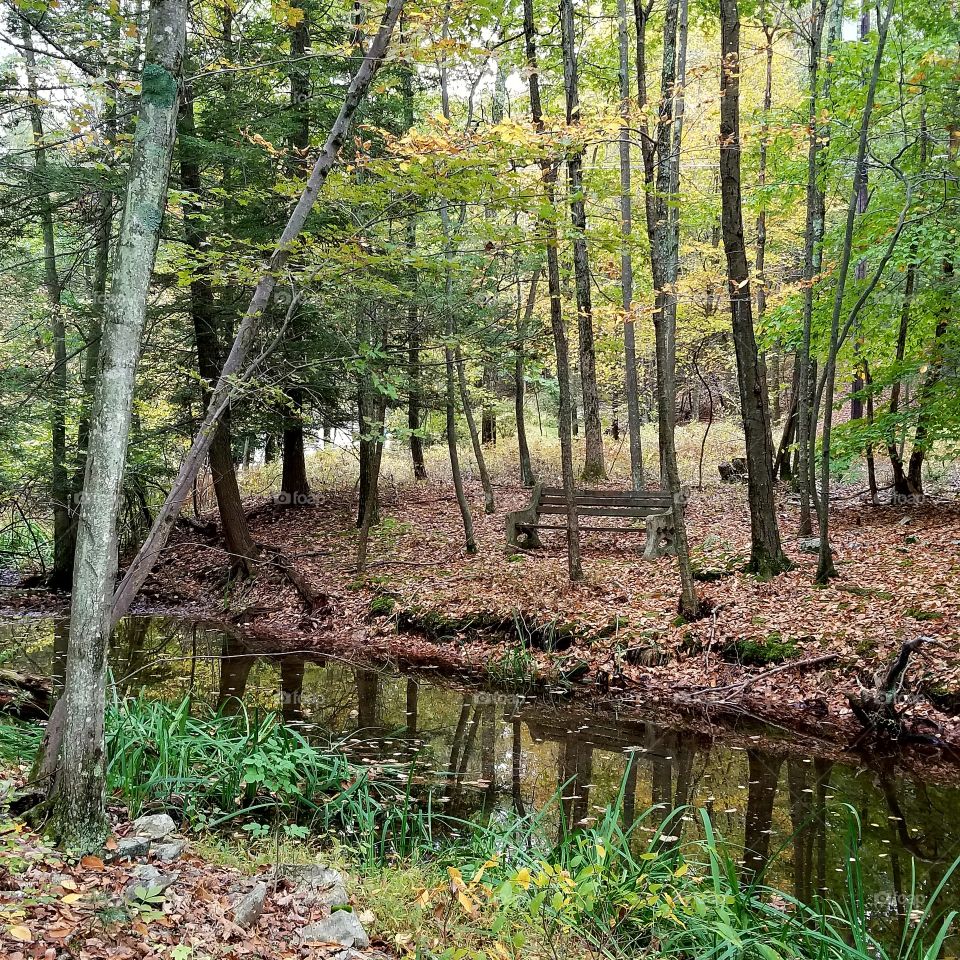 autumn trees, bench near creek