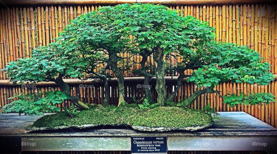 Bonsai tree 