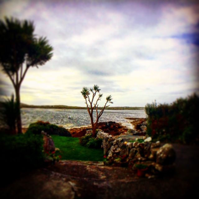 Beach palm