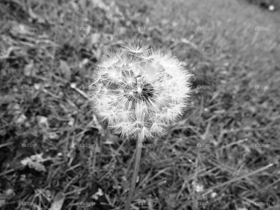 Dandelion 