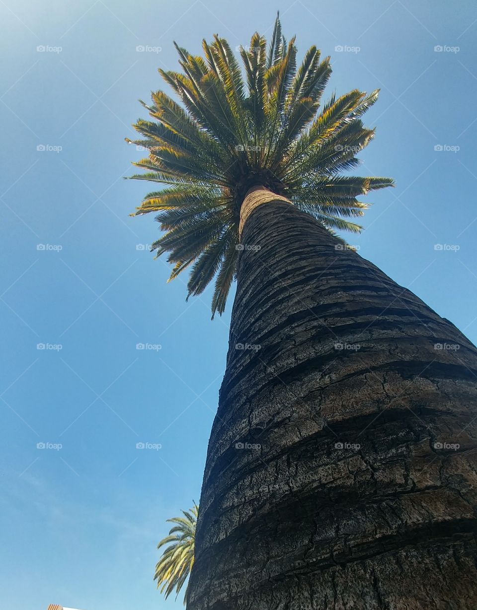 large palm tree against blue sky in Hollywood los Angeles california