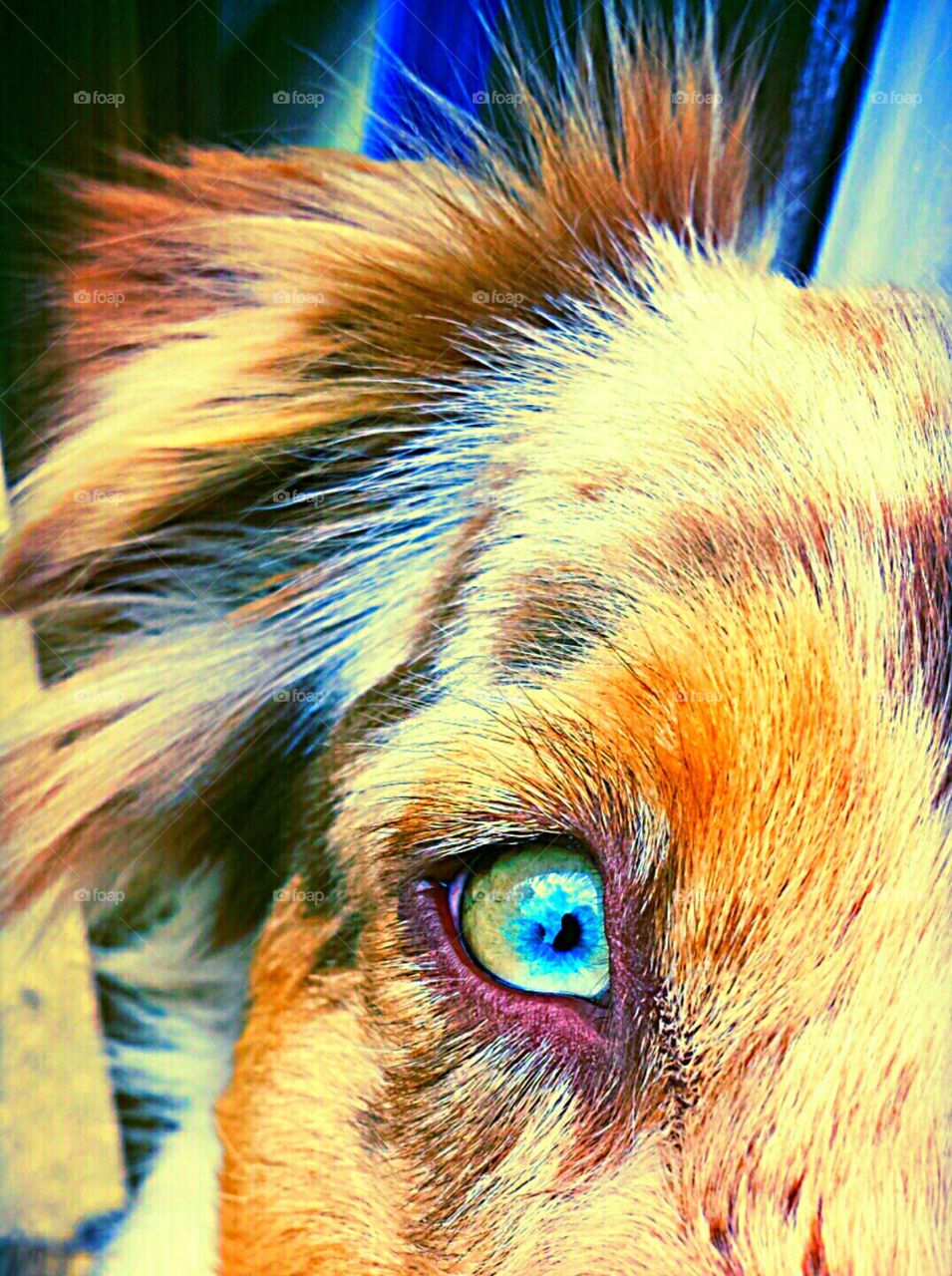 Dog eye portrait