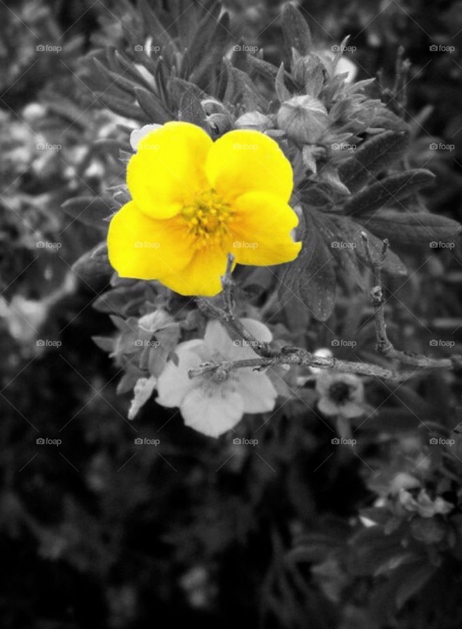Small yellow flower close up
(Create on my own pic)
