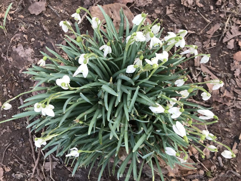 Up close for maximum “snowdrop” joy.