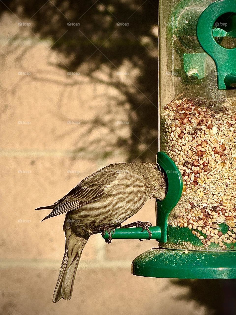 House Finch Eating At Birdfeeder