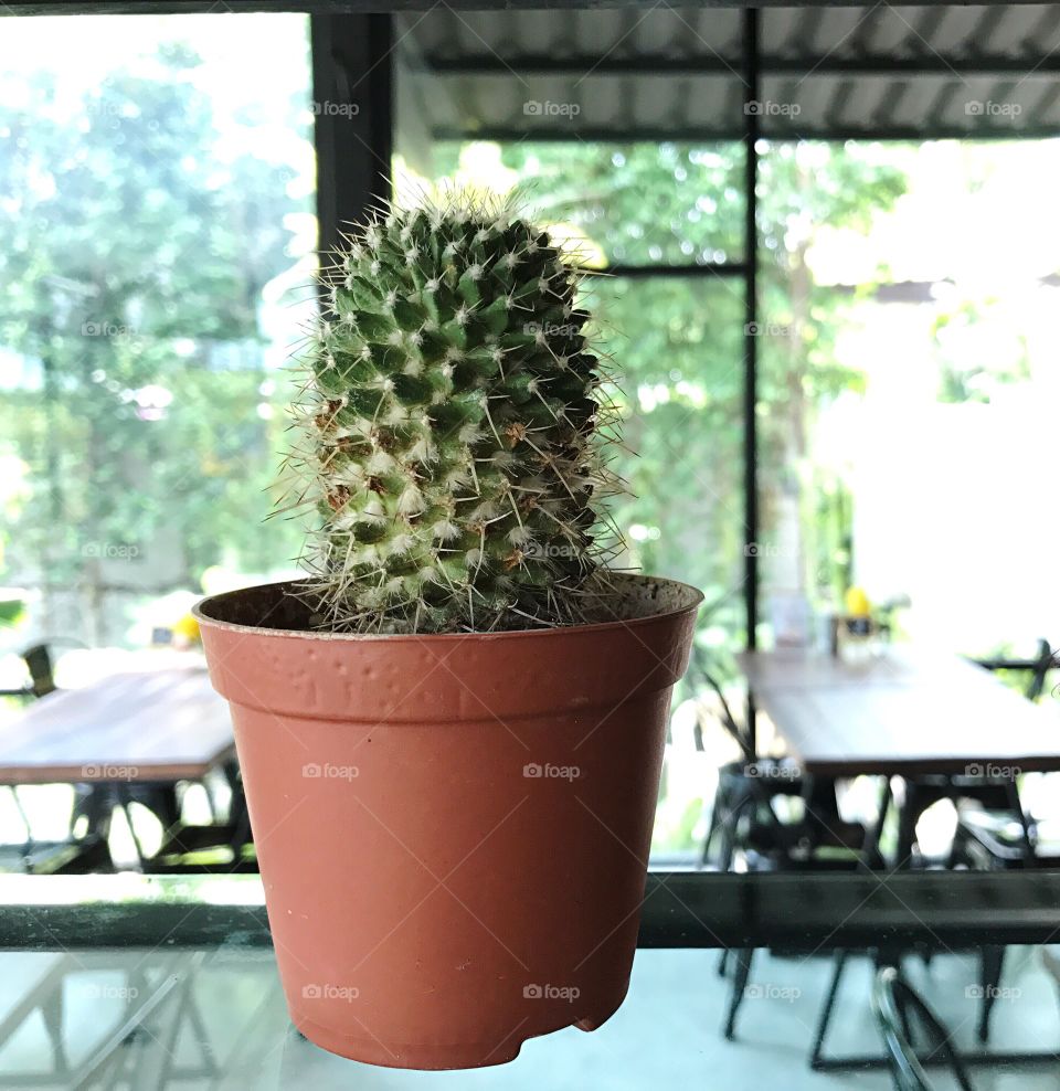 cactus in pot for decoration in coffee shop and restaurant 