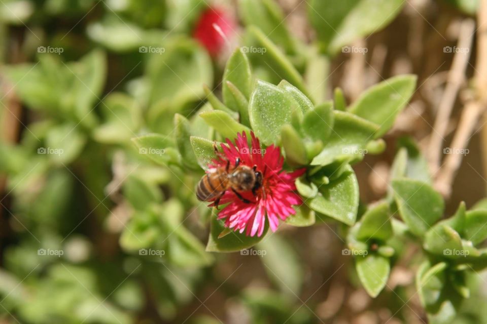 Una bella ape su un coloratissimo fiore 