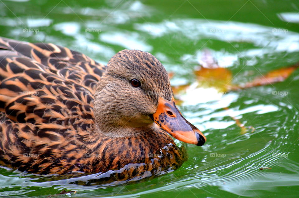 Female mallard duck swimming on lake