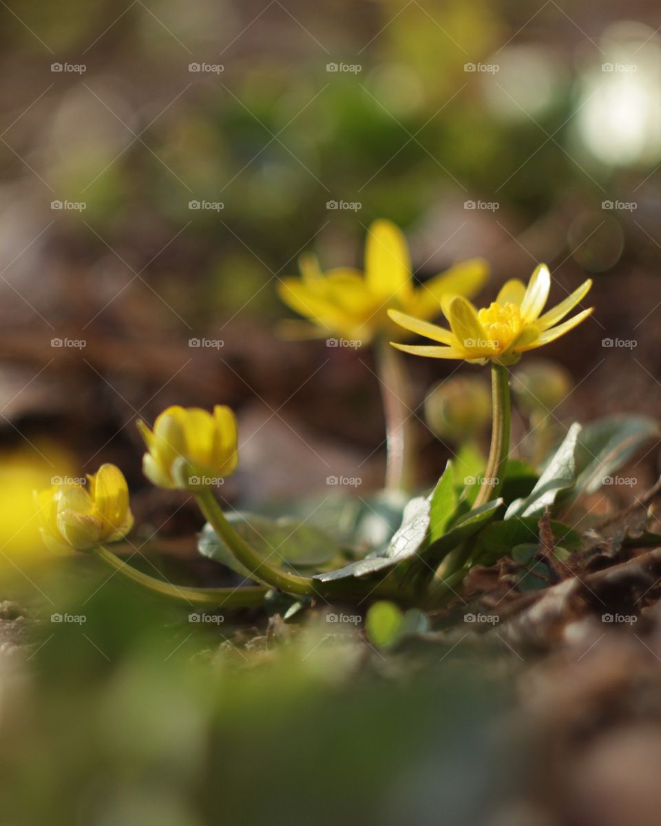 Spring flowers 