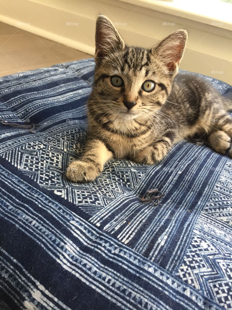 Kitten with beautiful eyes 