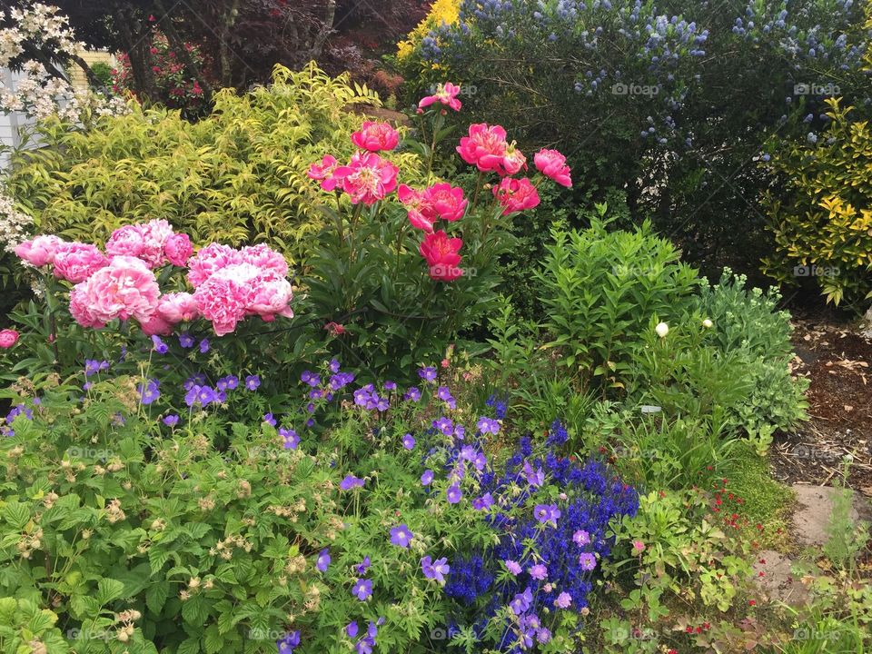 Nature showing off in the spring 