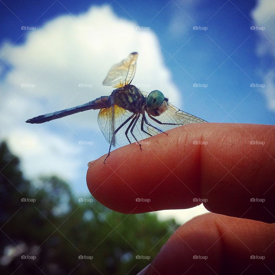 Dragonfly