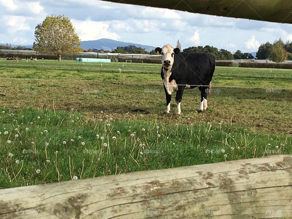 Cow in the farm on the way to Matamata 