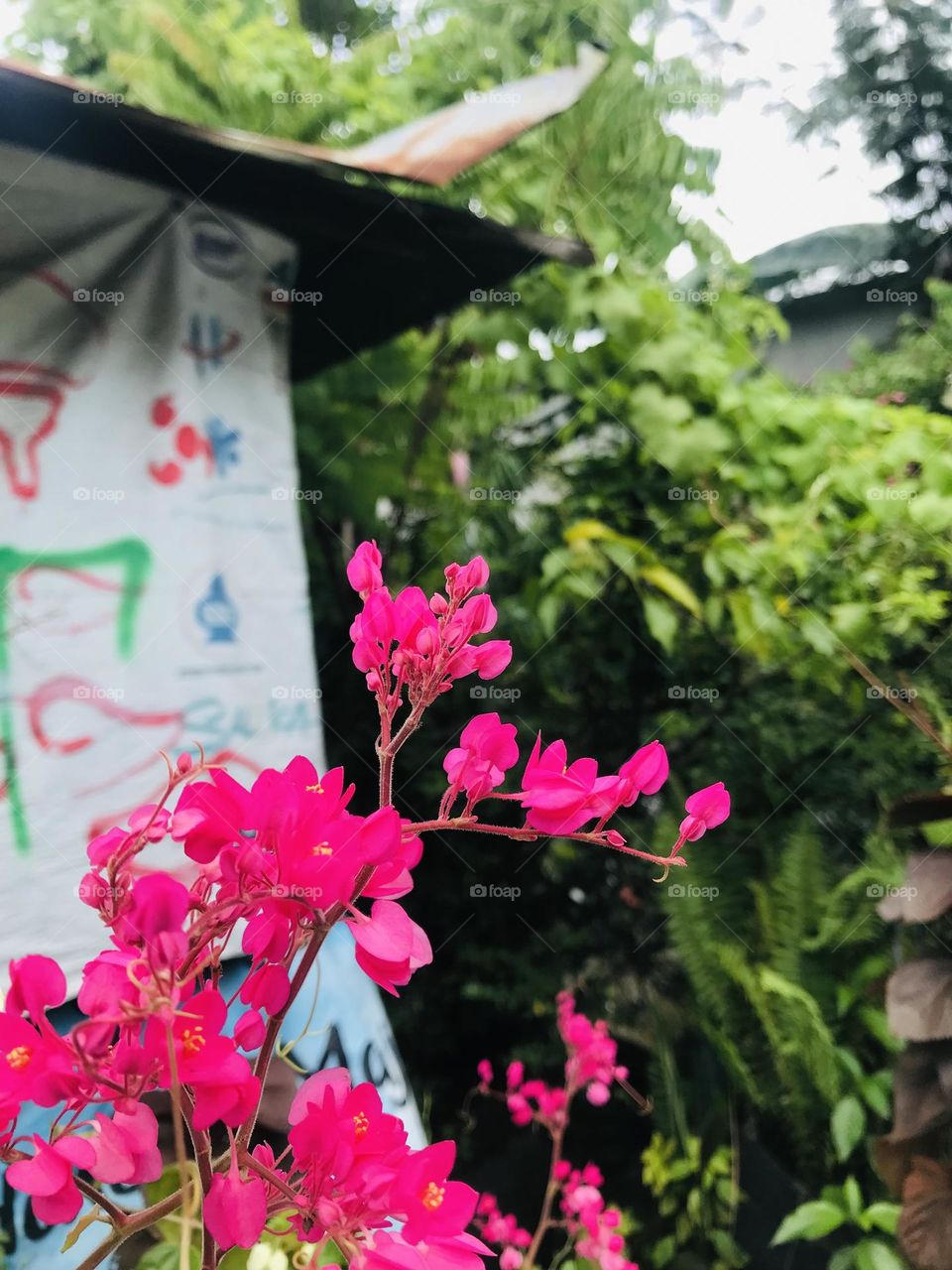 bougainvillea flowers