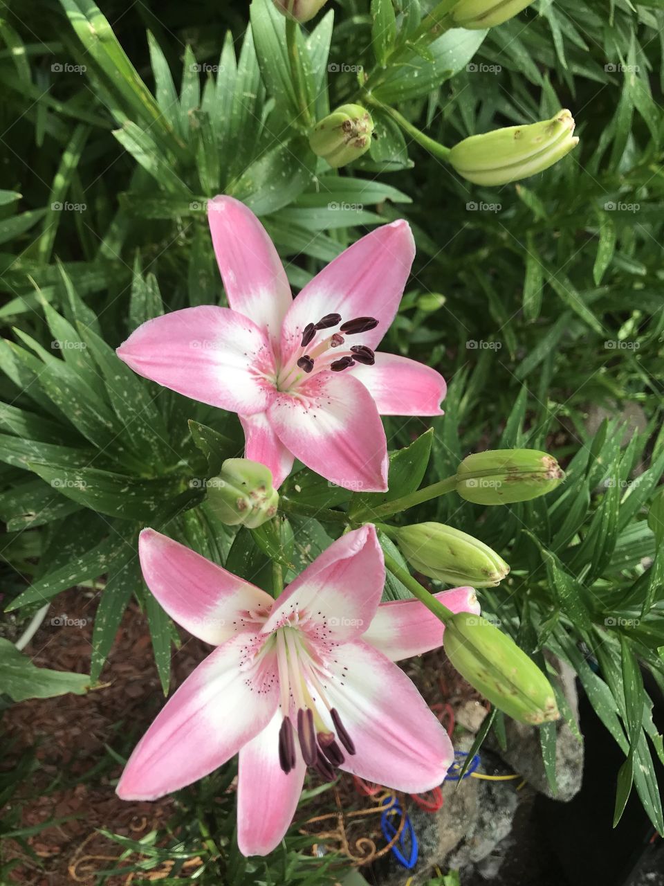 Asiatic lilies in bloom 