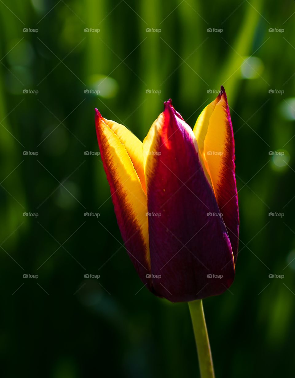 Beautiful single red and yellow tulip closeup