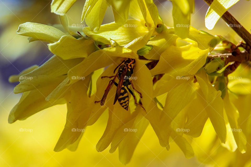 Wasp at the yellow spring flower