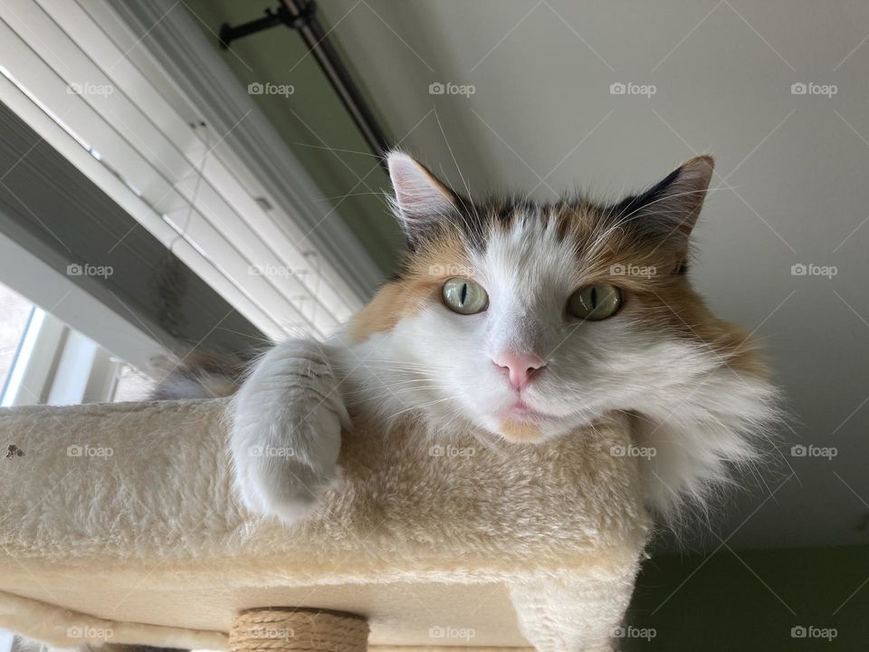 Cat lounging in a cat tree 