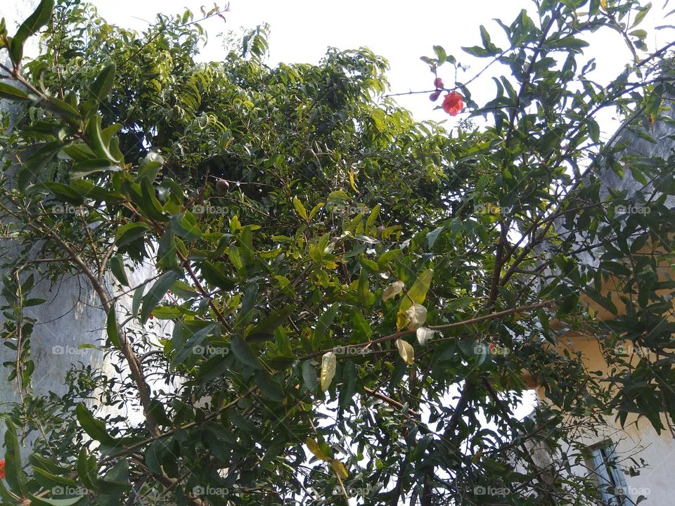 nature pictures from my garden