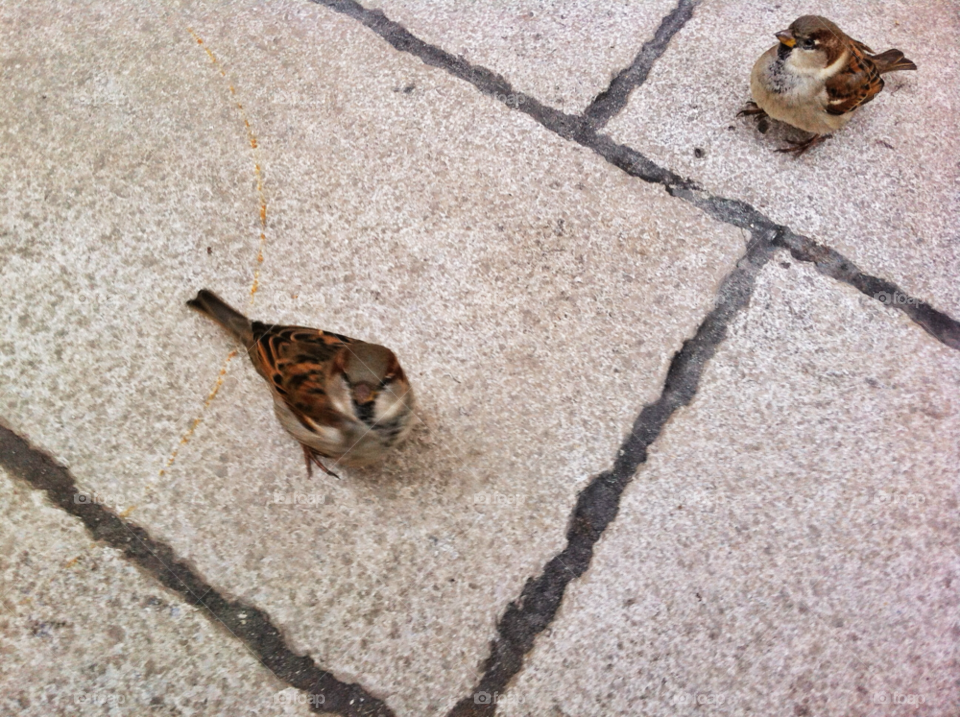 tiles eat floor sparrow by munda.net