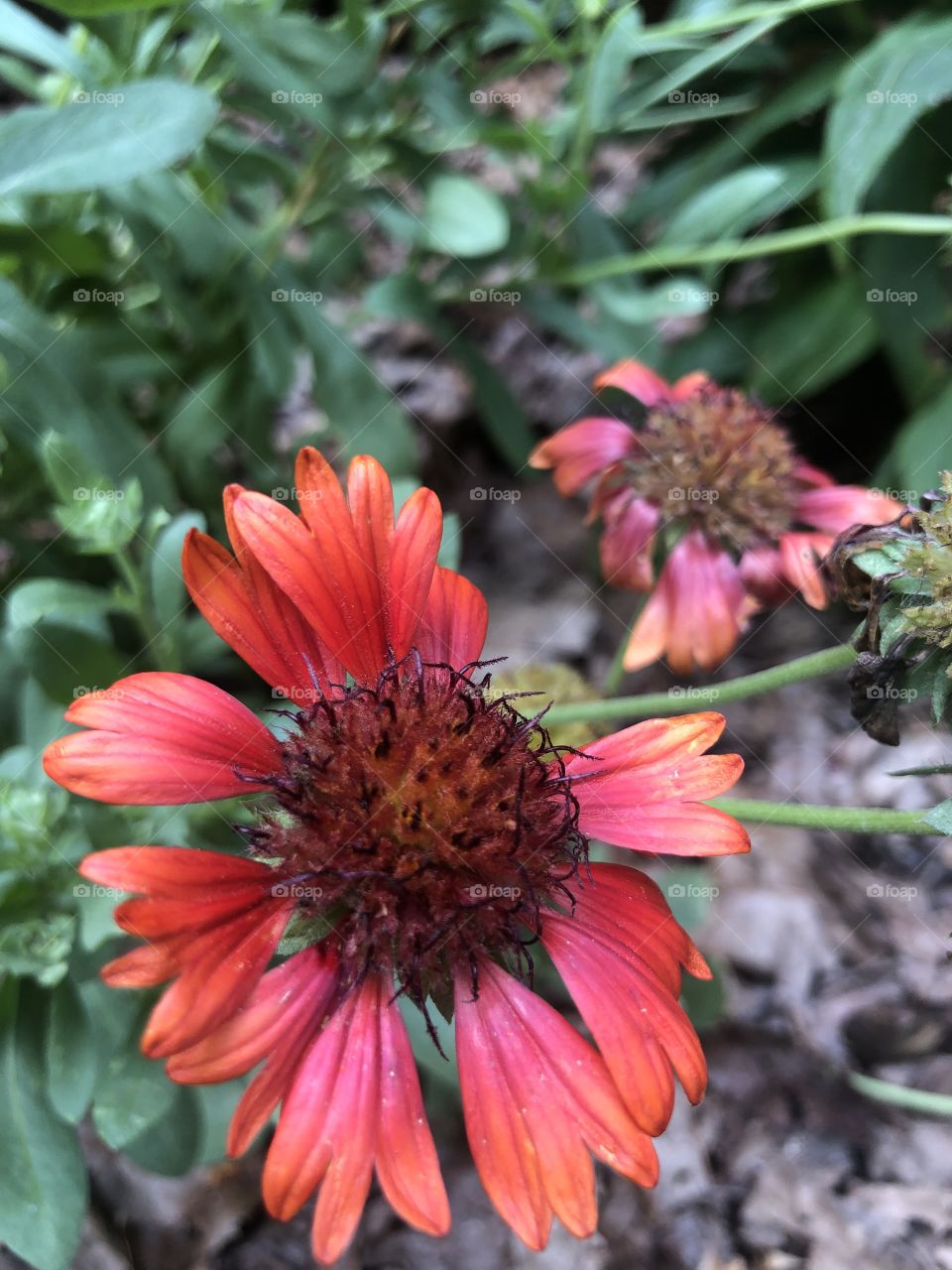 Red blanket flower