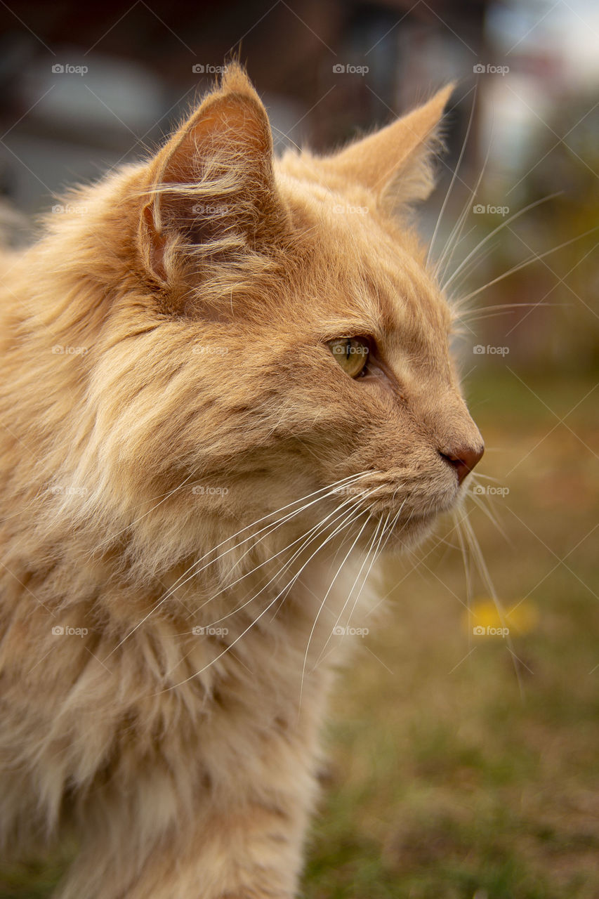 Norwegian cat