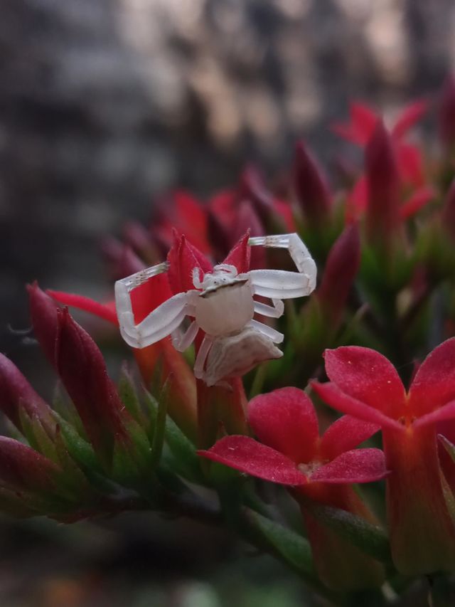 A picture of white spider climbing on the flower's leaf