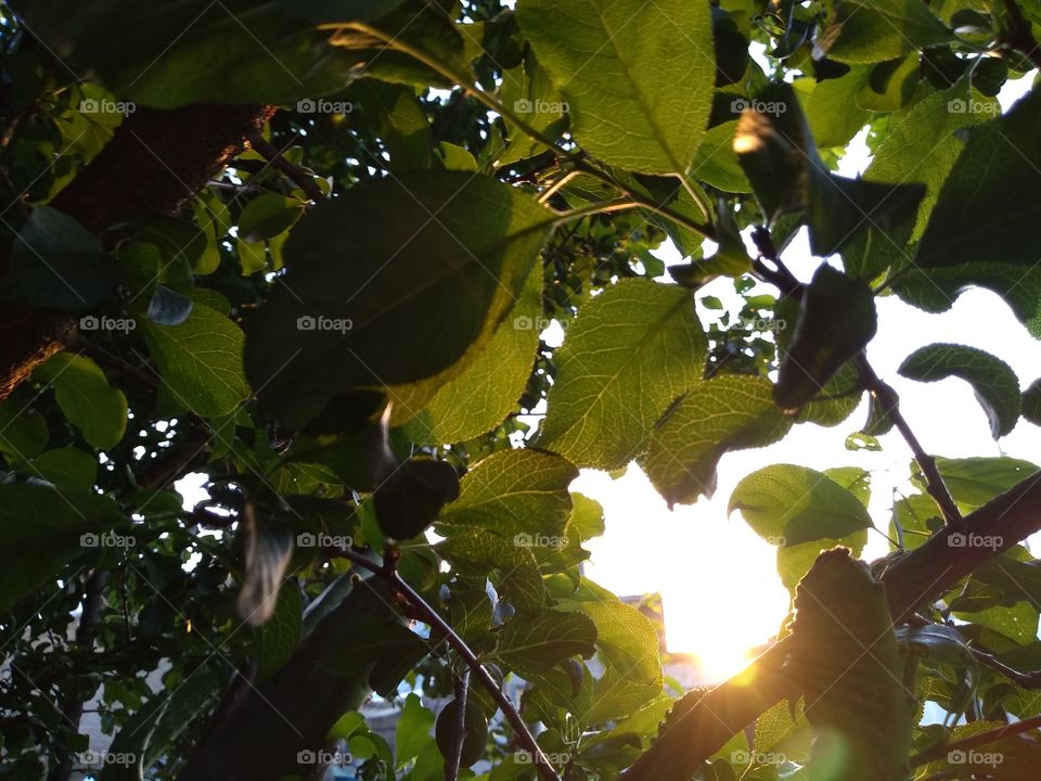 atardecer bajo un arbol