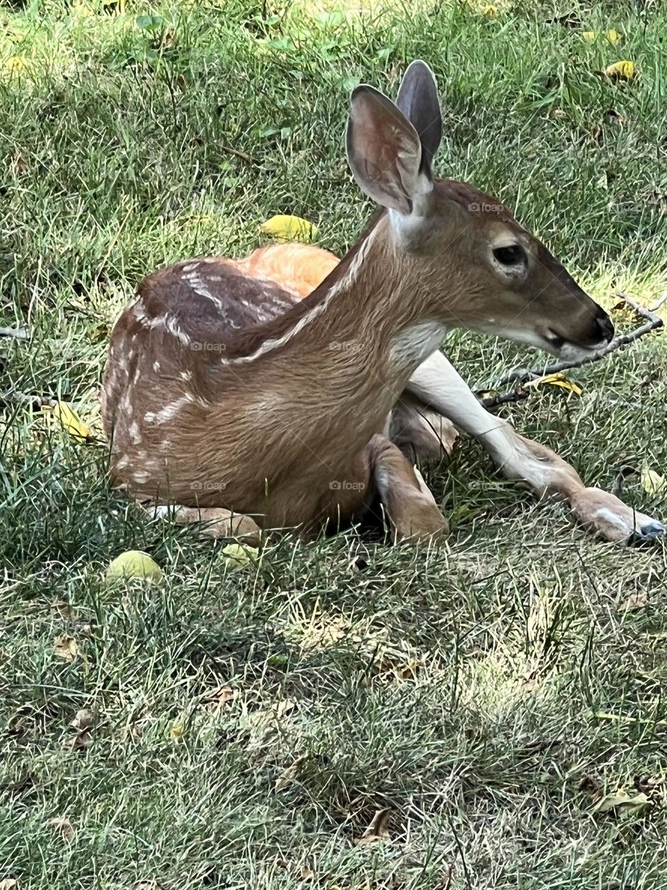 Fawn 