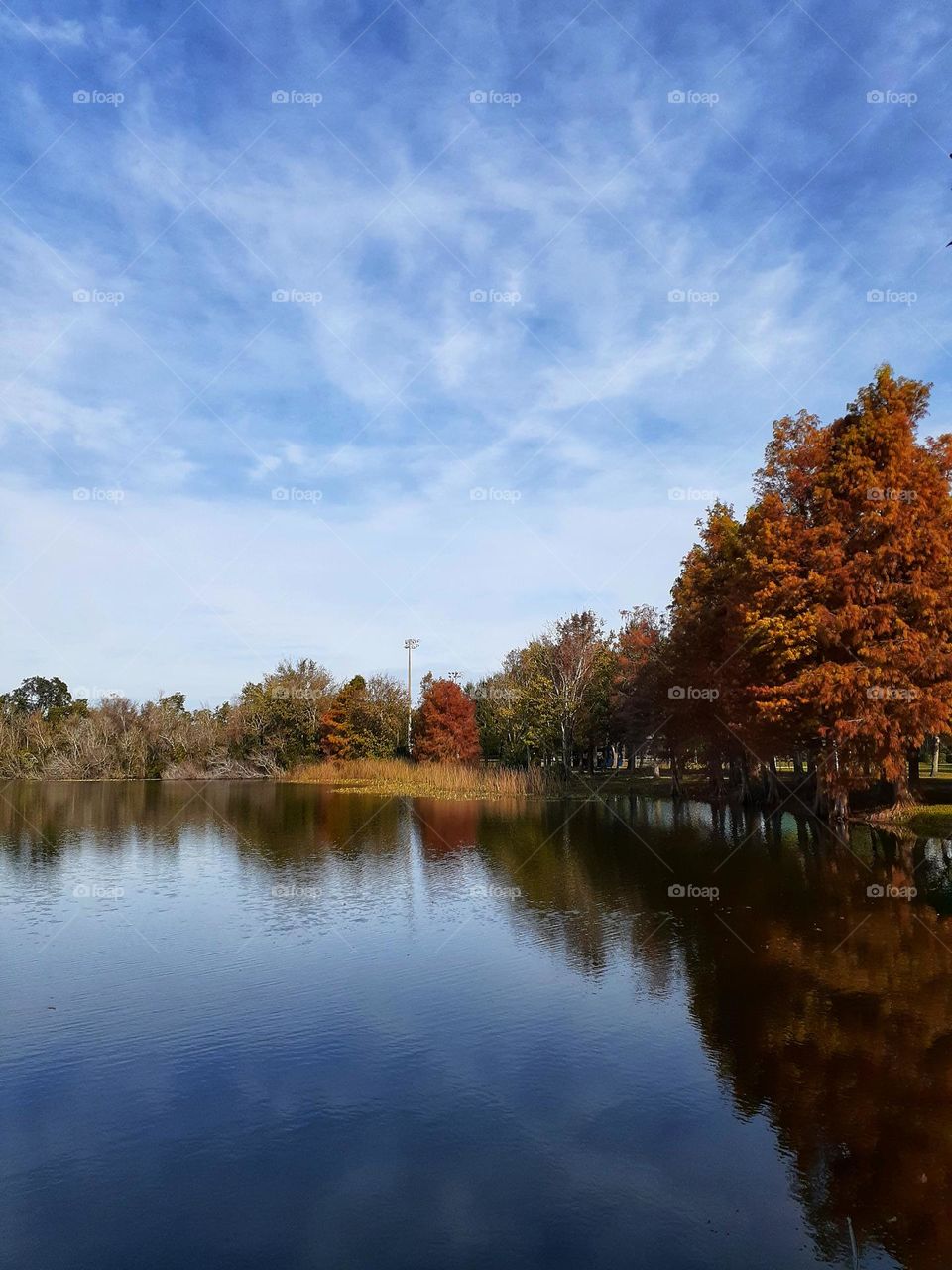 Beautiful fall colors on the leaves of the trees on the right side of the lake at Secret Lake Park in Castleberry, Florida.