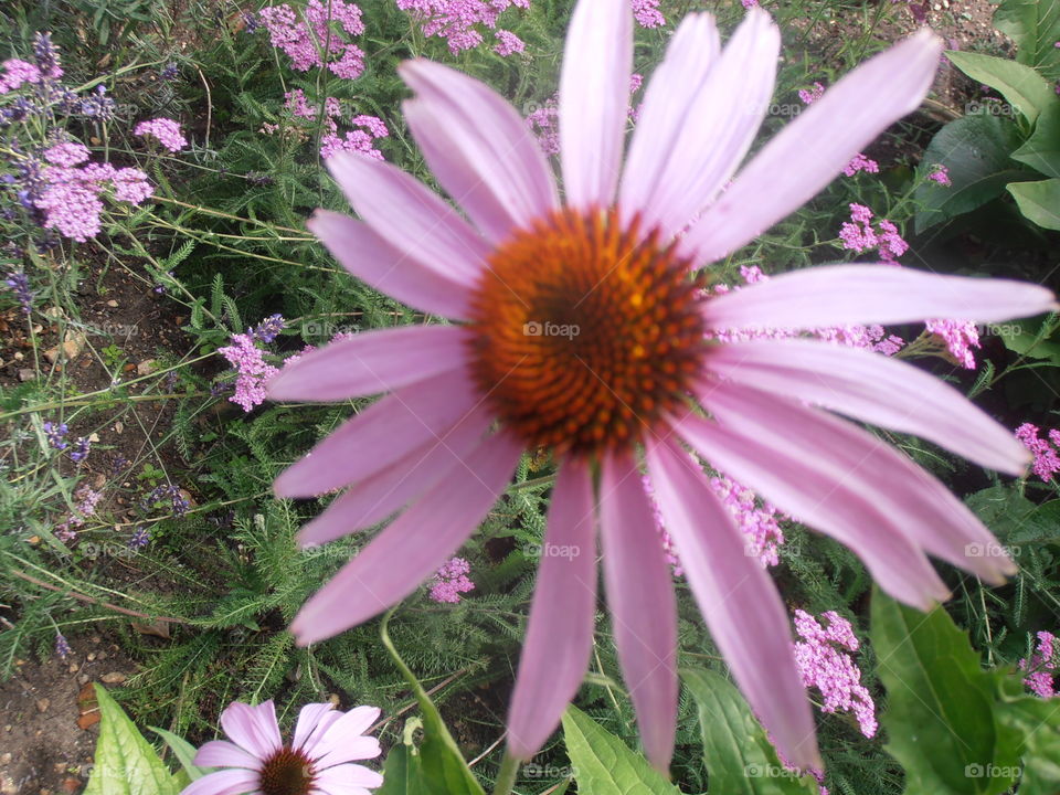 Cultivated Pink Daisy Flower