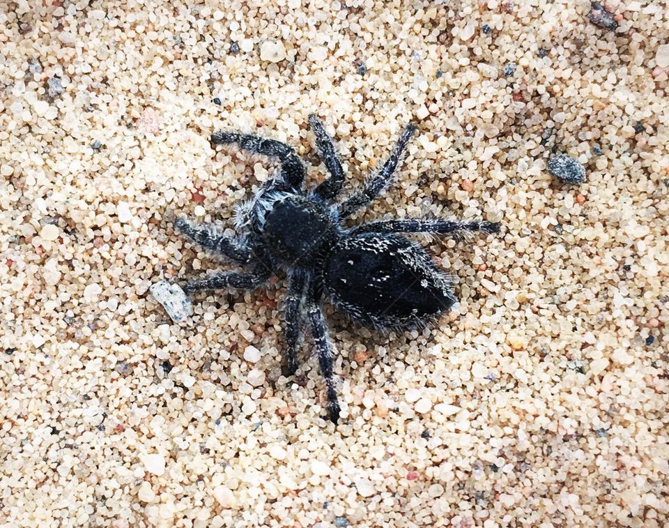 Spider in the sand 