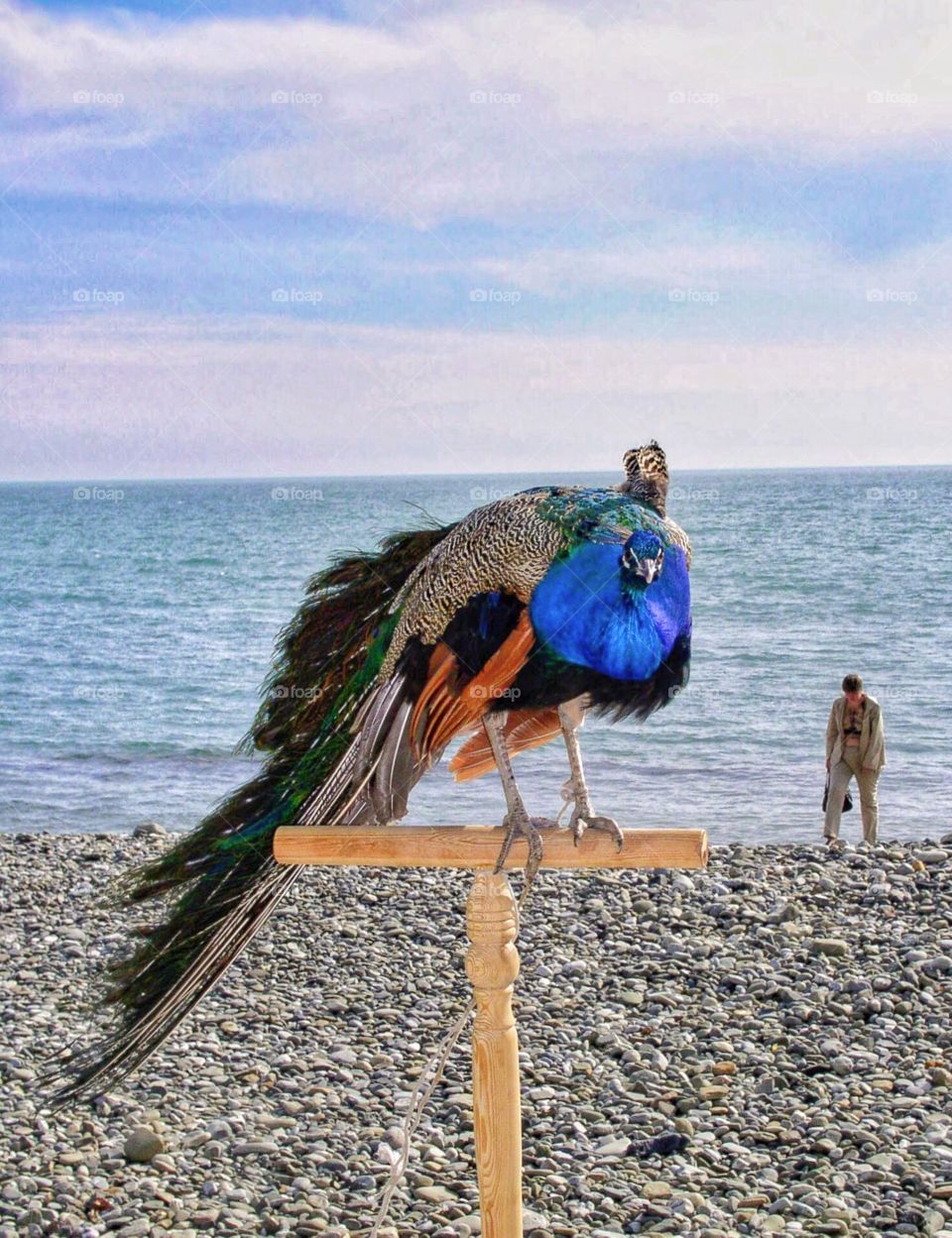 Peddler with peacock at Sochi beach