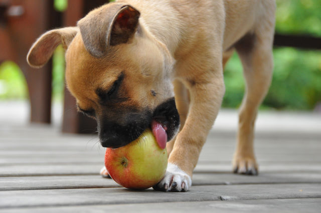 Happy dog
