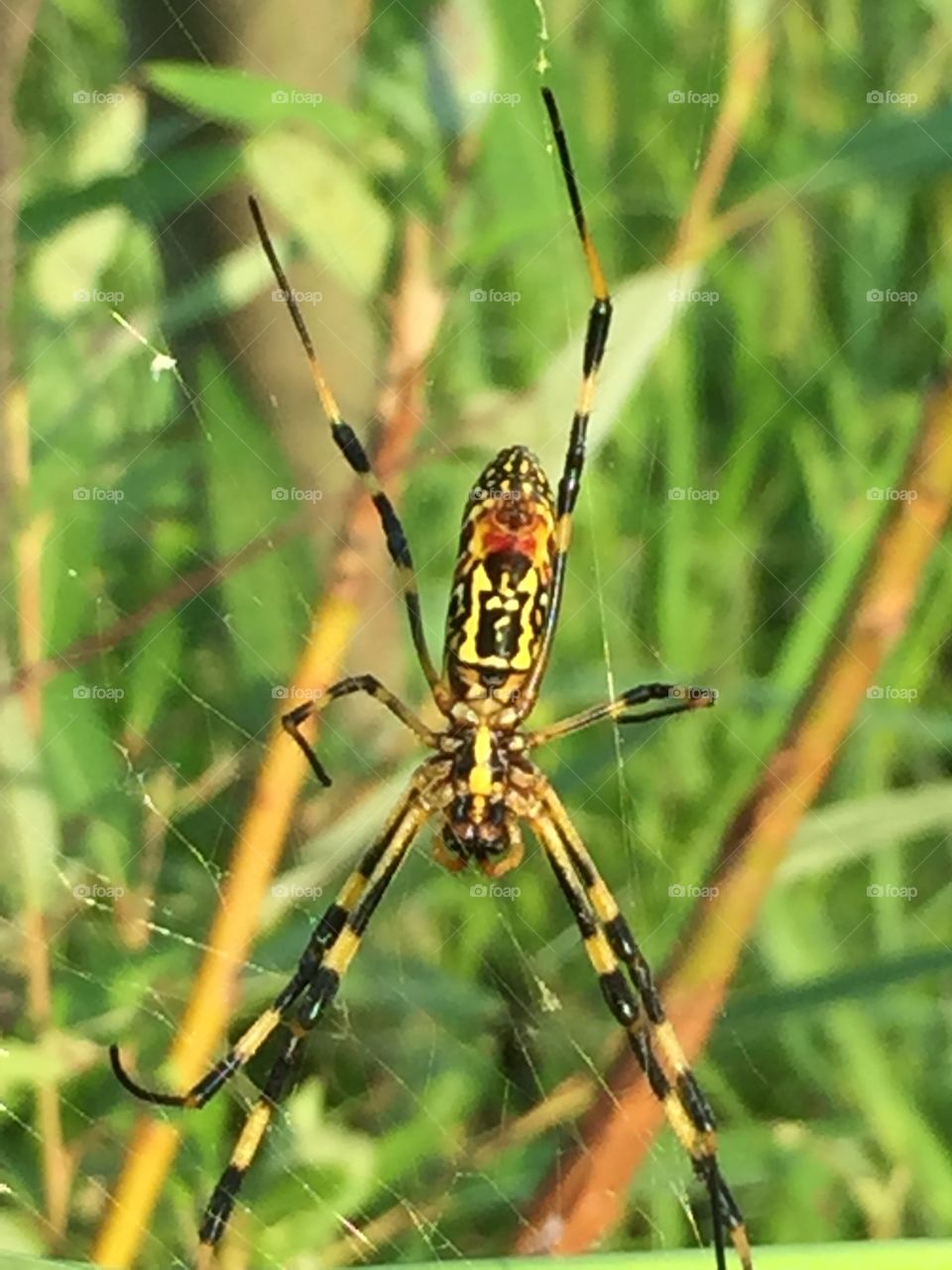 Banana spider hanging by the fiver