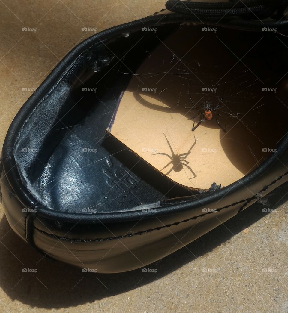 Australian redback spider in a shoe