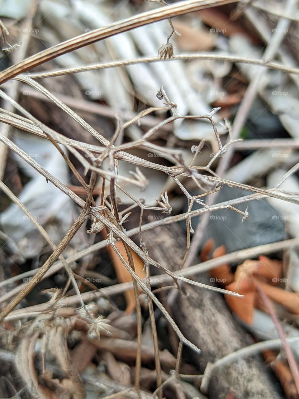 dry twigs and leaves🍂😁