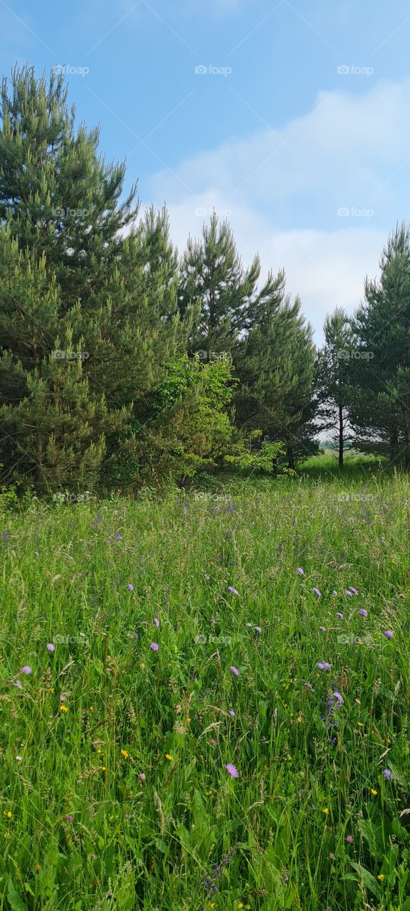 meadow flower