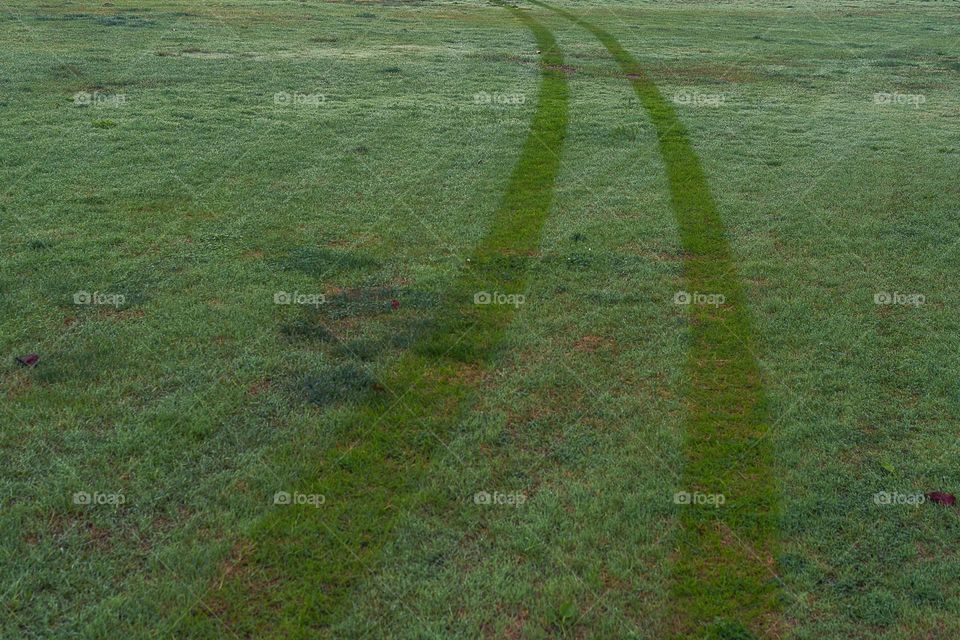 tracks on the morning grass