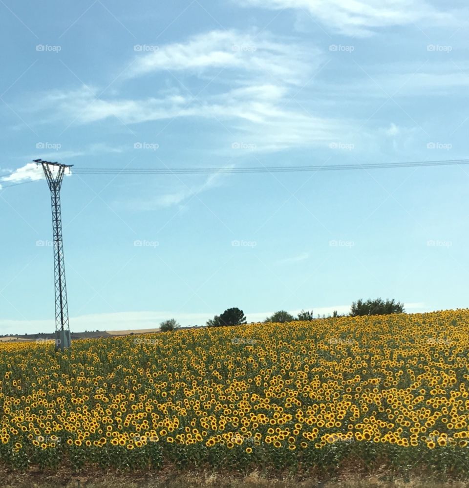 Sunflower fields standing tall and dancing side to side when the breeze sings them a song. The rich yellow is truly an amazing site a it pops out at you. 