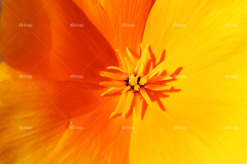 Orange poppy closeup