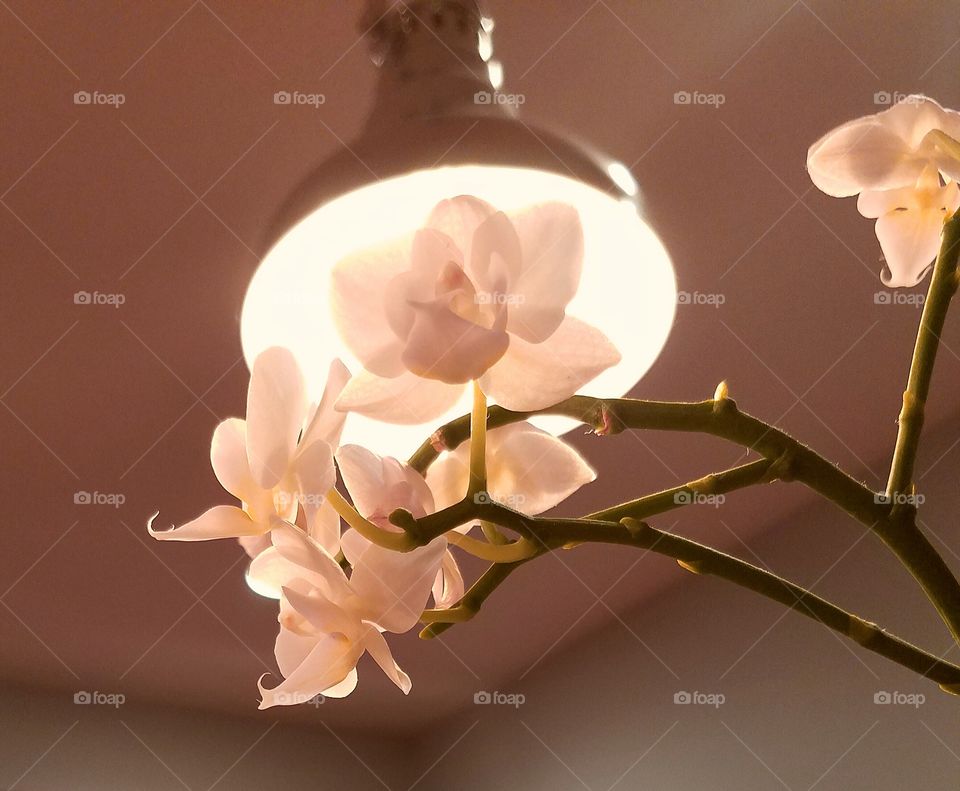 White orchids back lit by a lamp