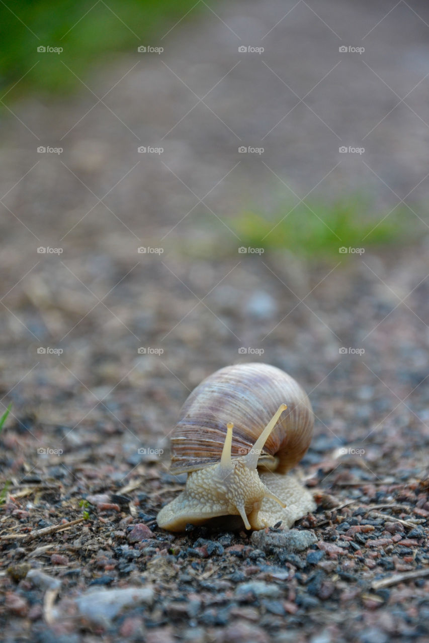 Snail in the Swedish forrest.