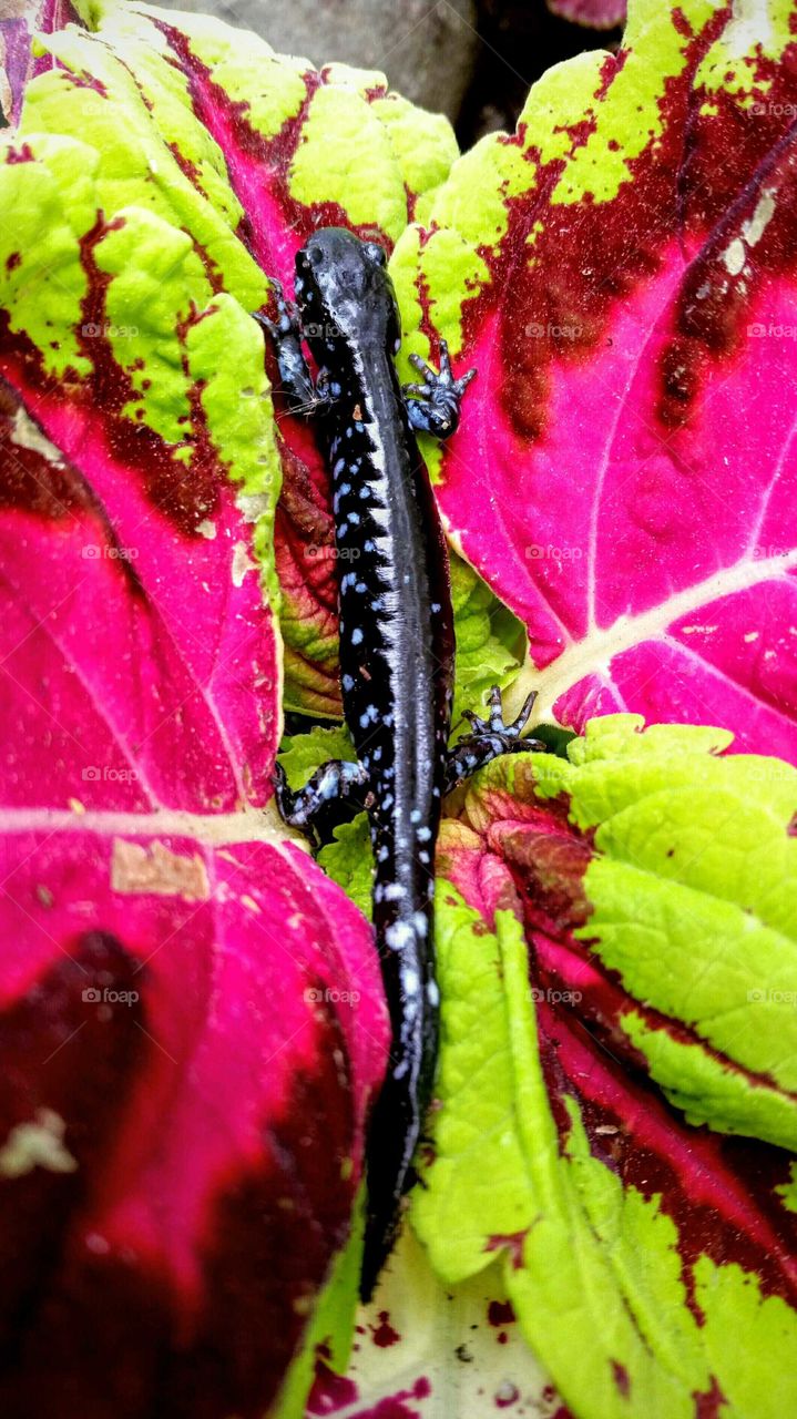 salamander contrast